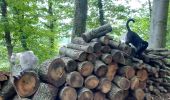 Trail Walking Livron - chat noir le soir 2021 - Photo 1