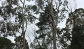 Randonnée Marche Fourques - Fourques chemin des histoires et forêt du Reart  - Photo 2