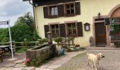 Tocht Paardrijden Fouday - Fouday auberge du promont Tivio joyeux  - Photo 5