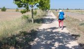 Trail Walking Bercianos del Real Camino - 2023 18 mansilla - Photo 1