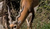 Tour Zu Fuß Zürich - Familien-Wanderweg Settbach - Zoo - Photo 3