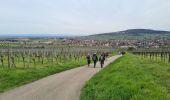 Trail Walking Rosheim - Vignoble de Rosheim et Rosenwiller - Photo 2