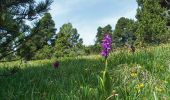 Trail Walking Romeyer - PAS DE PISON COL DES BACHASSON - Photo 3