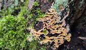 Trail Walking Dour - chaga  - Photo 16