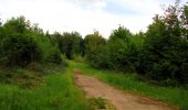 Trail Walking Coyolles - en forêt de Retz_78_les rayons du Rond Capitaine - Photo 14