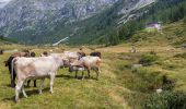Trail On foot Valdaone - Sentiero del Passo delle vacche - Photo 1