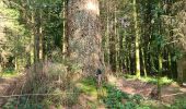 Percorso Marcia Paliseul - petit tour avec Sirius par les anciennes poubelles  - Photo 3