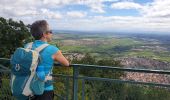 Trail Walking Châtenois - Le Hahnenberg et les balcons de Sélestat - Photo 18