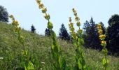 Trail Walking Saint-Pierre-de-Chartreuse - Peitt-Som-2022-06-19 - Photo 1