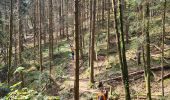 Trail Walking Lutzelbourg - Sentier des roches de Lutzelbourg - Photo 14