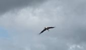 Tour Nordic Walking Vendays-Montalivet - Marais de la Perge - Photo 12