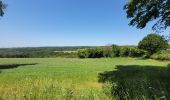 Tocht Stappen Houffalize - rando wibrin 5-06-2023 - Photo 4