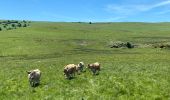 Trail Walking Recoules-d'Aubrac - Au temps des fleurs et des genêts - Photo 14