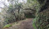 Trail Walking Santana - 2025-03-30 queimadas  - Photo 1