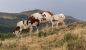 Percorso A piedi Le Claux - Les Chamois - Photo 3