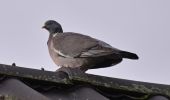 Tocht Stappen Oupeye - 20240215 - Balade ornithologique - Hermalle 4.2 Km - Photo 4