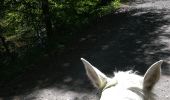 Tour Reiten Quirinsweiler - rond pré baronnie château Turquestein la forêt  - Photo 3