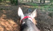 Trail Horseback riding Habay - Tucker avec les dadous 1ère fois - Photo 4