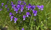 Trail Walking Recoules-d'Aubrac - Au temps des fleurs et des genêts - Photo 10