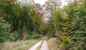 Trail On foot Argenthal - Traumschleife Schanzerkopf-Tour - Photo 5