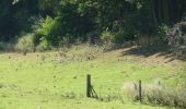 Tour Zu Fuß Clavier - WandArdNat 14:Pailhe, een bosreservaat op een heuvel (PVDB) - Photo 12