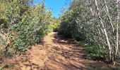 Trail Walking Hyères - N3 1er Borrel les mimosas sentier Philibert - Photo 7