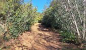 Tour Wandern Hyères - N3 1er Borrel les mimosas sentier Philibert - Photo 7