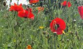 Trail Walking Sanary-sur-Mer - Le gros cerveau bandol - Photo 2