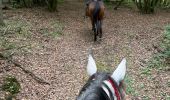 Trail Horseback riding Bastogne - Livarchamps 24/09 - Photo 6