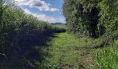 Percorso Marcia Basse-Pointe - Boucle Tapis vert - Anse Chalvet (SLNA) - Photo 12