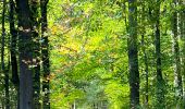 Tocht Stappen Overijse - #221024 - Jesus-Eik, Arboretum, Kapucijnenbos - Photo 11