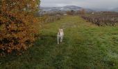 Randonnée Marche La Chapelle-de-Guinchay - 12 - Photo 2