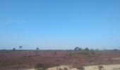 Trail Walking Kalmthout - Kalmthoutse Heide - Photo 7