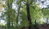 Tocht Te voet Oudsbergen - Bosbeekvallei Rode vierkant - Photo 10