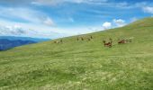 Randonnée Marche Valdeblore - Baus Frema, Tête du Brec et Mont Petoumier départ Colmiane - Photo 4