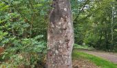 Trail Walking Urmatt - Lutzelhouse - sentier des géants - Photo 19