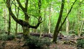 Percorso A piedi Fontainebleau - Fontainebleau les monts de Fay - Photo 12