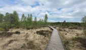 Trail Walking Vielsalm - rando ornitho fagnes de sacrawé petite taille 20-05-20023 - Photo 5