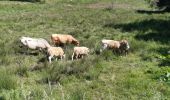 Percorso Marcia Peyre en Aubrac - le rocher du Cher - Photo 13