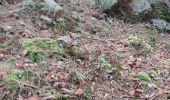 Trail Walking Trois-Ponts - brume 2 - Photo 5