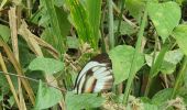 Tour Wandern Guayaquil - Cerro Azul (Antenas) de ESPOL - Photo 11