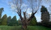 Tour Wandern Le Chesnay-Rocquencourt - Arboretum de Chevreloup - Photo 5