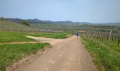 Tour Wandern Mittelweier - Mittelwihr - Beblenheim - Zellenberg - Hunawihr  - Riquewihr -  Nécropole de Sigolsheim - Photo 4