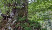 Tour Wandern Laruns - cascade de Seris plus grange d'espouey - Photo 3