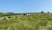 Trail Walking Bièvre - Oizy 21 km - Photo 13