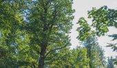 Percorso A piedi Aerzen - AE8 Rundwanderung auf dem nördlichen Lüninbergsberg oberhalb Schloss Schwöbber - Photo 3