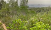 Trail Walking Évenos - La loisianne pins et tamaris Fred - Photo 1