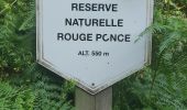 Tour Wandern Tenneville - Fagne de Rouge Ponceau - Photo 1