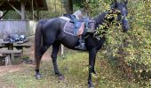 Trail Horseback riding Raon-l'Étape - Yoigo kalio la chipotte étang de saint-rémy - Photo 8