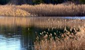 Randonnée Marche Bormes-les-Mimosas - Barrage du Trapan - Pellegrin - Photo 4